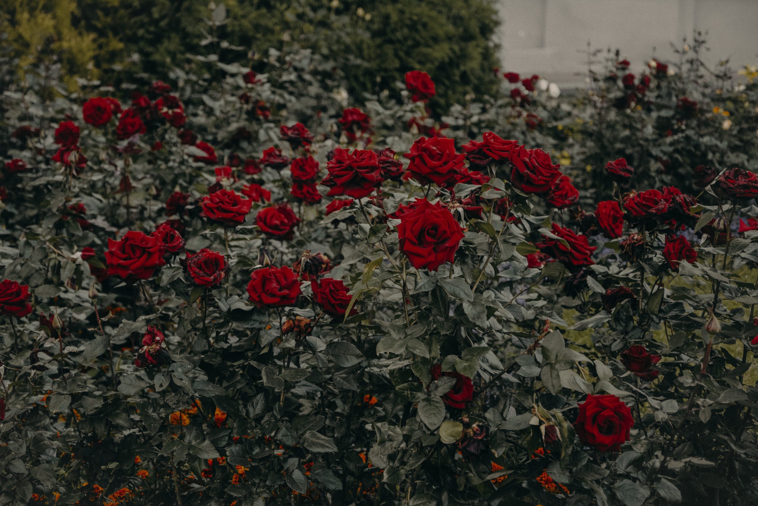 Choroby róż – jak im zapobiec?