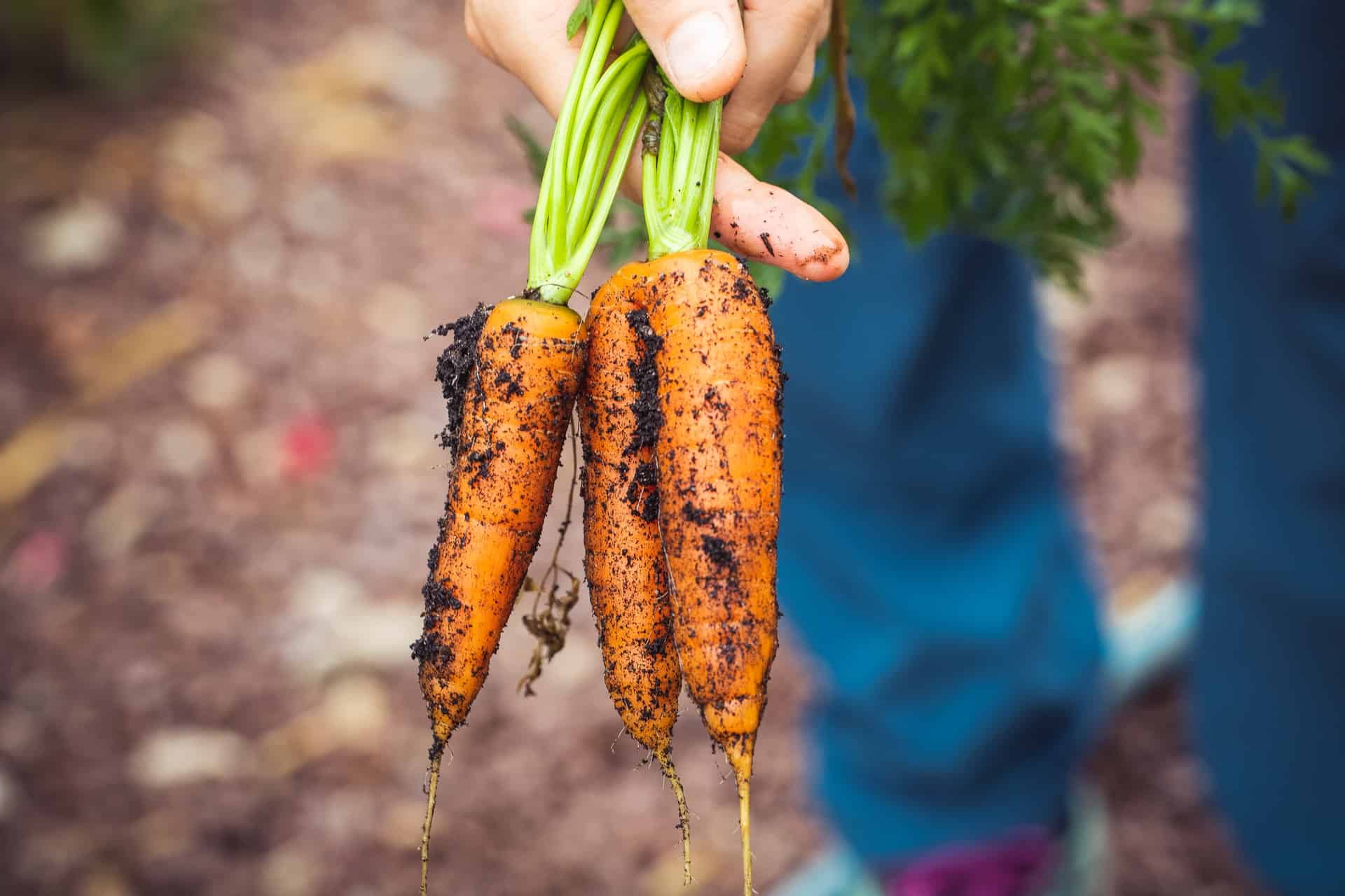 Jak samodzielnie założyć ogródek warzywny?