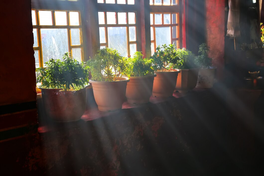 Czy twoje rośliny potrzebują więcej światła? Oto jak to sprawdzić