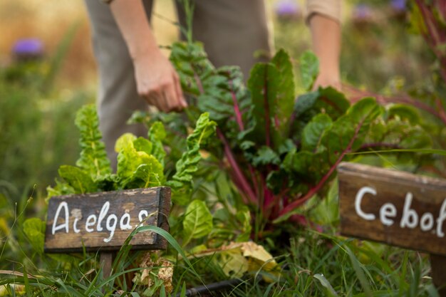 Praktyczne porady na udaną uprawę warzyw w małym ogrodzie